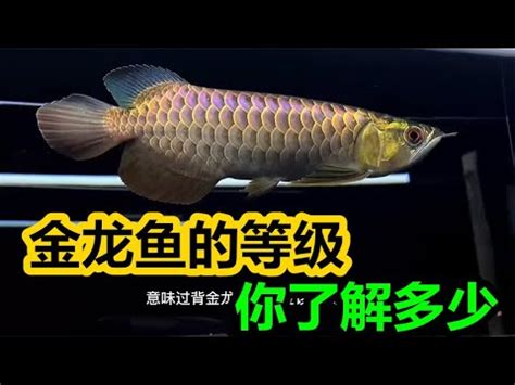 黑龍魚價格|漁產品交易行情查詢